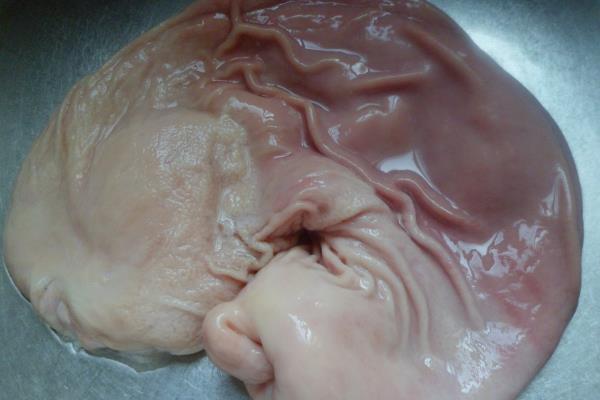 洗猪肚子最简单的方法(洗干净的妙招)