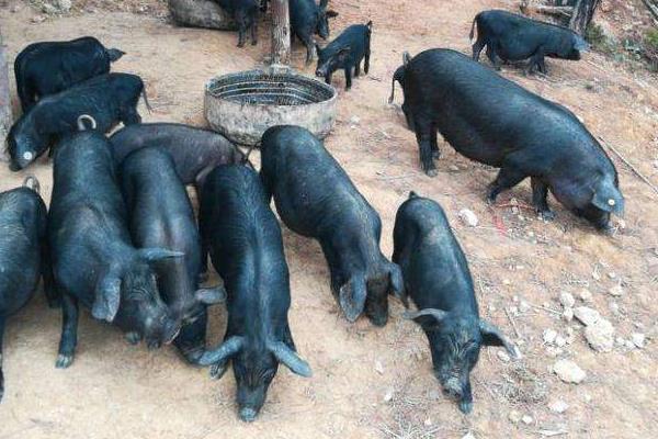 山林放养猪的成本预算,附养殖技术(怎么圈山及冬天注意事项)