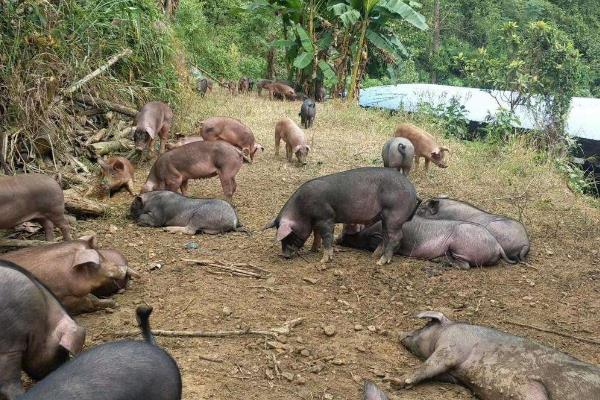 山林放养猪的成本预算,附养殖技术(怎么圈山及冬天注意事项)