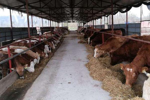 一头牛多少钱(几万)?一头牛的屠宰费要多少?