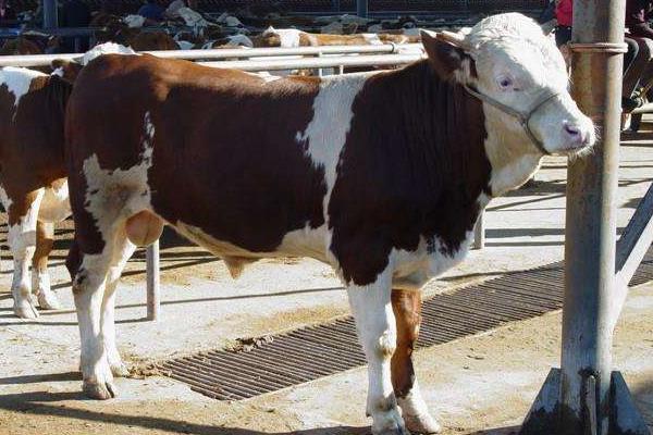 一头牛多少钱(几万)?一头牛的屠宰费要多少?