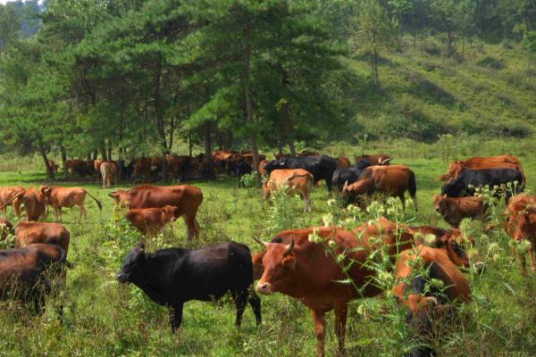 一头牛多少钱(几万)?一头牛的屠宰费要多少?