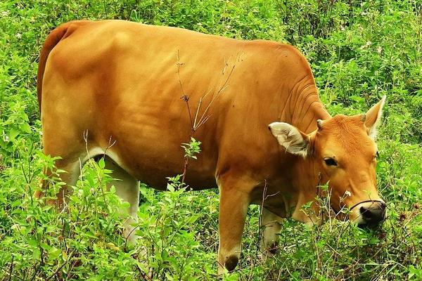 黄牛和水牛哪个贵?水牛为什么比黄牛贵?价格分别是多少?