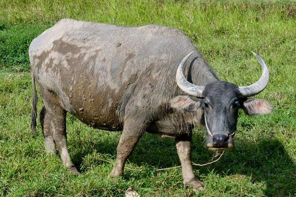 黄牛和水牛哪个贵?水牛为什么比黄牛贵?价格分别是多少?