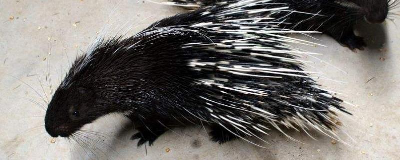 刺猪市场价多少一斤，刺猪养殖要什么证件