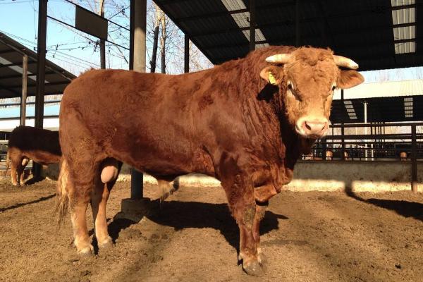 养肉牛的利润与成本是多少?附养殖利润分析