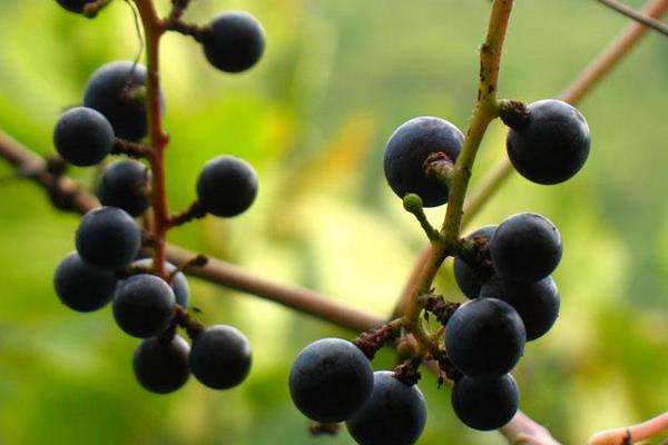 葡萄长毛了还能吃吗?怎么处理?