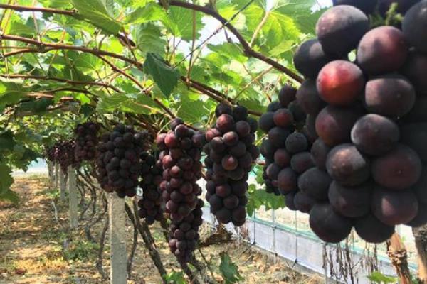 葡萄长毛了还能吃吗?怎么处理?