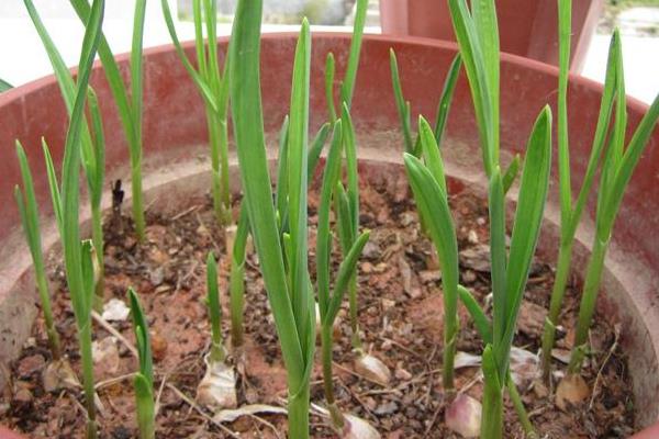 蒜苗的高度18天记录(含10天、14天)