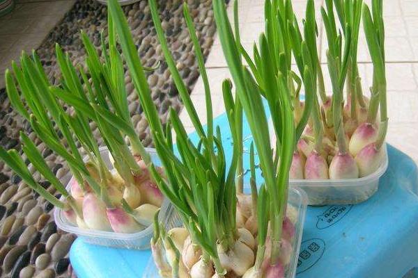 蒜苗的高度18天记录(含10天、14天)