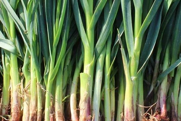 蒜苗的高度18天记录(含10天、14天)