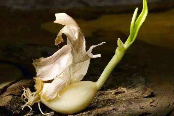 蒜长芽了还能生吃吗?还能用醋泡吗?