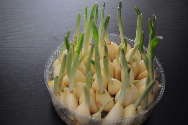 蒜长芽了还能生吃吗?还能用醋泡吗?