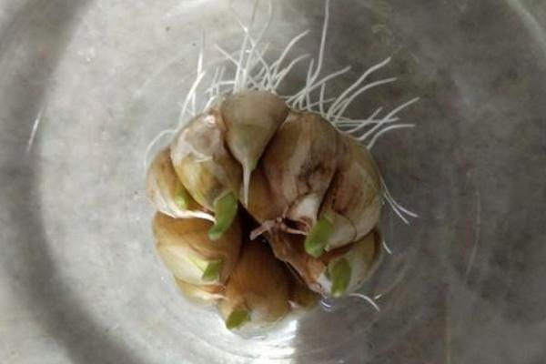 蒜长芽了还能生吃吗?还能用醋泡吗?