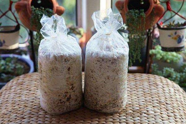 蘑菇菌包怎么种植方法