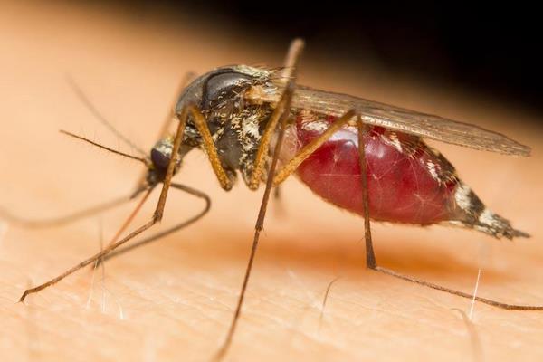 苍蝇能吃吗?蚊子能吃吗?