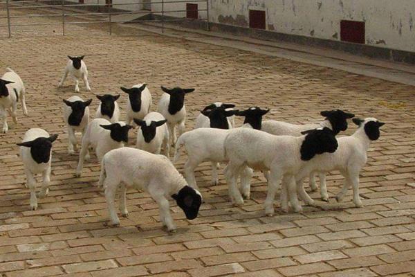 养羊100只投资多少(一年),赚多少钱?