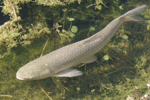 草鱼养殖成本利润计算,草鱼养殖亩产多少斤