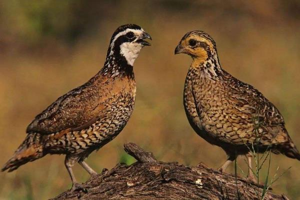 养殖鹌鹑为什么赔钱,附风险和利润分析