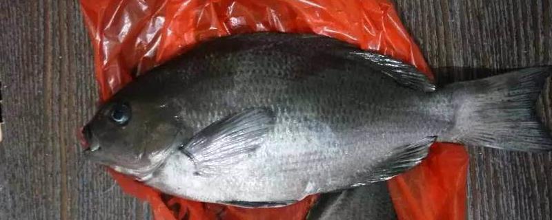 黑毛鱼多少一斤？黑毛鱼是什么鱼？有什么营养价值？