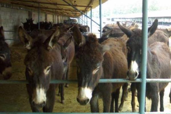 杀一头驴的利润是多少,能挣多少钱