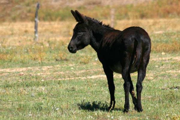 养驴挣钱为什么没人养,养5头驴的利润与成本
