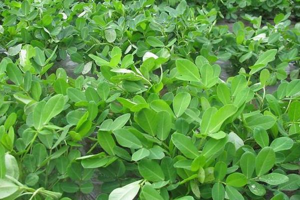 花生追肥时间,追什么肥好