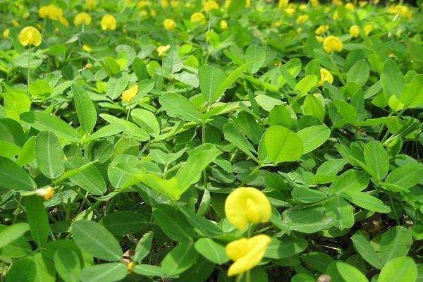 花生追肥时间,追什么肥好