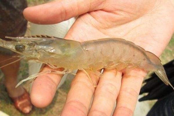 南美白对虾好吃吗?和黑虎虾比哪个好吃?