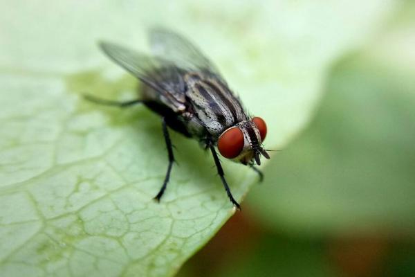 苍蝇能吃吗?蚊子能吃吗?