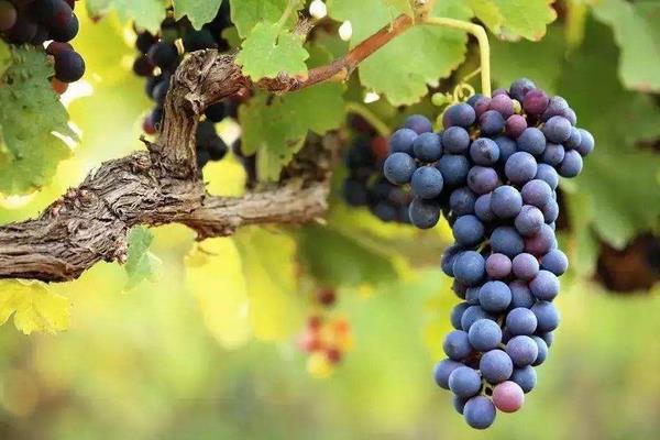 新品种葡萄苗什么品种好,近年好卖的葡萄品种有哪些