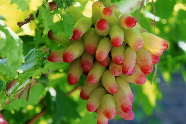 新品种葡萄苗什么品种好,近年好卖的葡萄品种有哪些