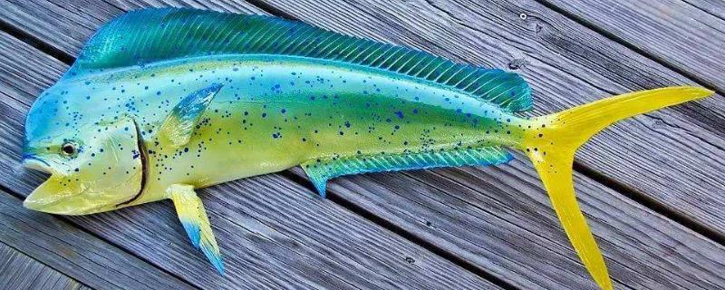 鬼头刀鱼市场上多钱一斤？好吃吗？怎么吃？