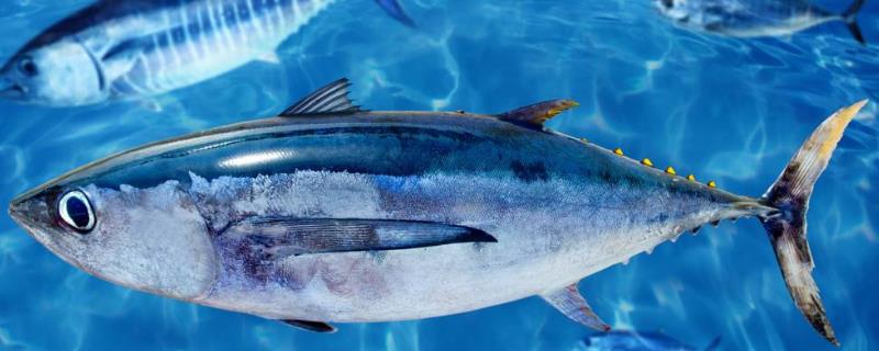 正常金枪鱼市场多钱一斤？金枪鱼怎么做好吃？