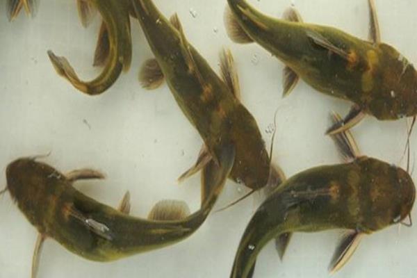 黄骨鱼养殖风险大吗?附养殖条件及技术和成本