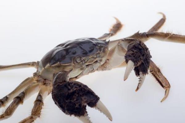 大闸蟹蟹黄黑色能吃吗?是怎么回事?