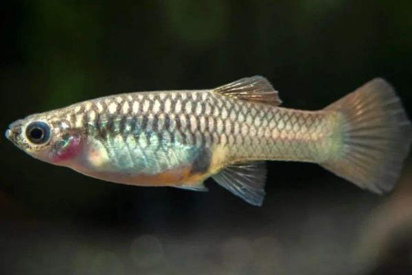 军鱼养殖难吗,附养殖条件及技术