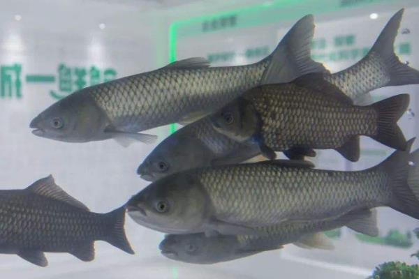 军鱼养殖难吗,附养殖条件及技术