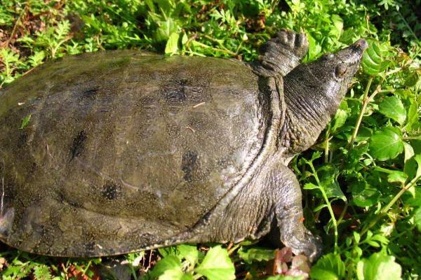 如何杀甲鱼教程(附正确方法),有什么忌讳?