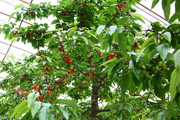 樱桃大棚造价是多少，一般高度是多少