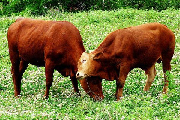 肉牛多少一斤？一年的肉牛能卖多少钱