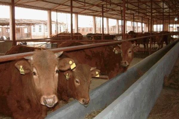 肉牛多少一斤？一年的肉牛能卖多少钱