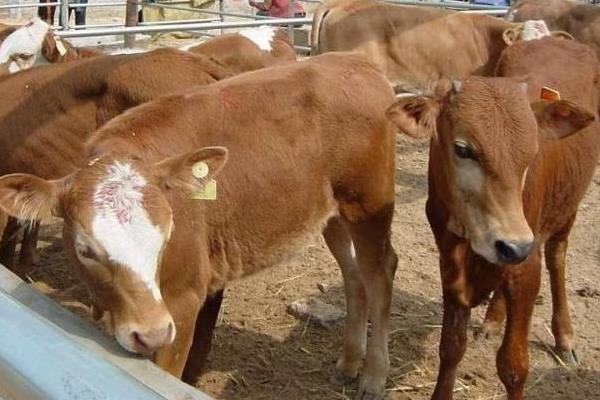 肉牛多少一斤？一年的肉牛能卖多少钱