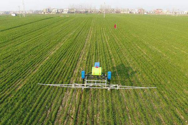 小麦除草时间,什么时候打药合适