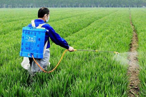 小麦除草时间,什么时候打药合适