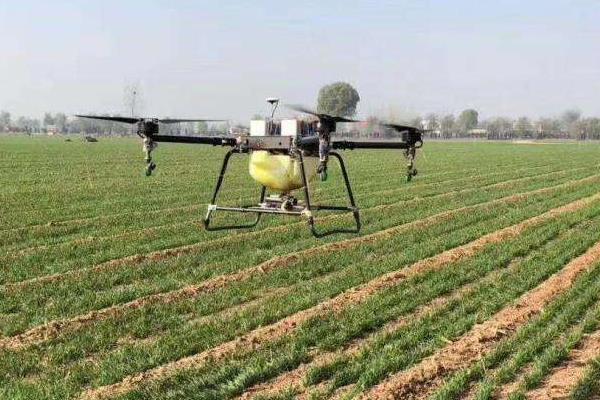 小麦除草时间,什么时候打药合适