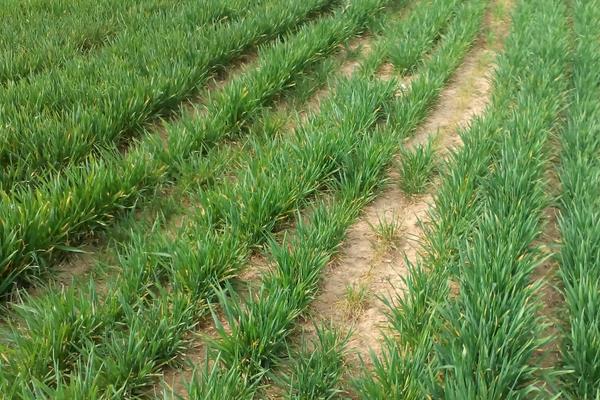 小麦施肥的时间及方法,一年一次可以吗