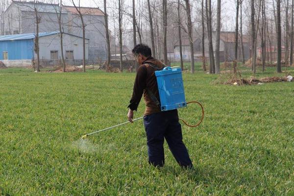 小麦除草剂什么时候打合适,年前、冬季及苗后统统告诉你