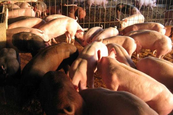 猪饲料品牌前五十名