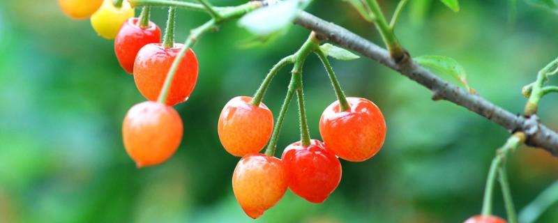 樱桃大棚造价是多少，一般高度是多少